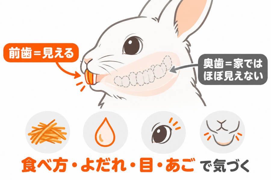 うさぎの前歯は外から見えるが奥歯は見えないことを示した図解