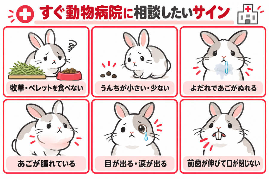 うさぎの歯のトラブルですぐ動物病院に相談したい6つのサイン
