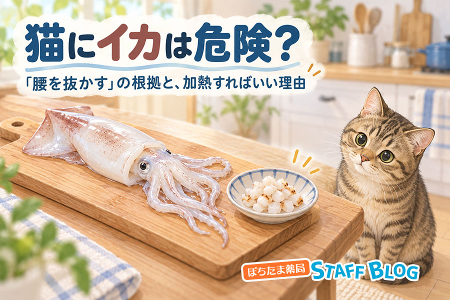 猫にイカは危険?「腰を抜かす」の根拠と、加熱すればいい理由