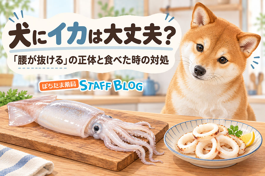 犬にイカは大丈夫？「腰が抜ける」の正体と食べた時の対処