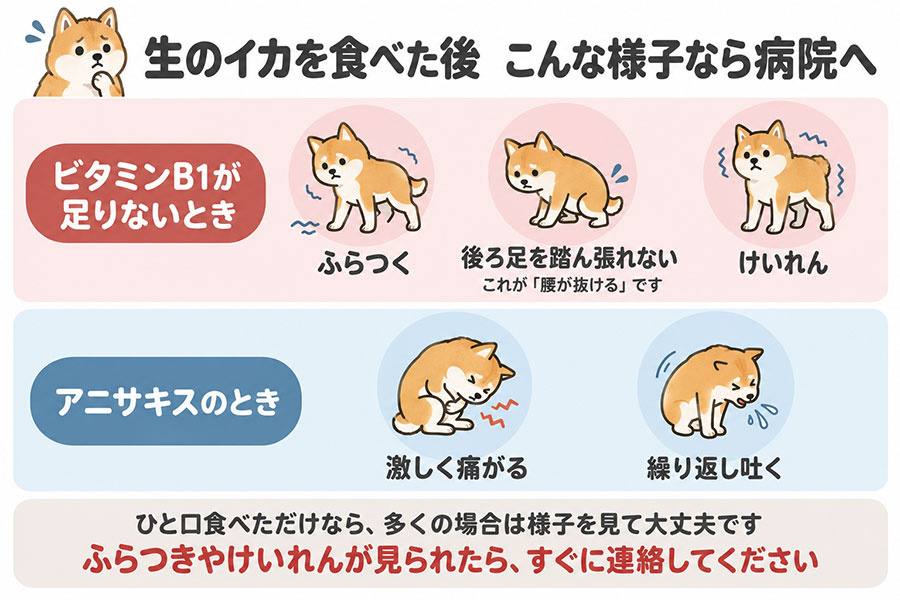 犬が生のイカを食べた後に見られたら動物病院へ。ふらつく、後ろ足を踏ん張れない、繰り返し吐く、激しく痛がる、けいれん