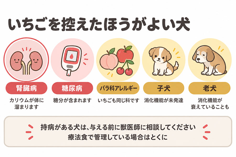 犬にいちごを控えたほうがよいケース。腎臓病はカリウムが溜まる、糖尿病は糖分、バラ科アレルギー、子犬と老犬は消化機能の問題