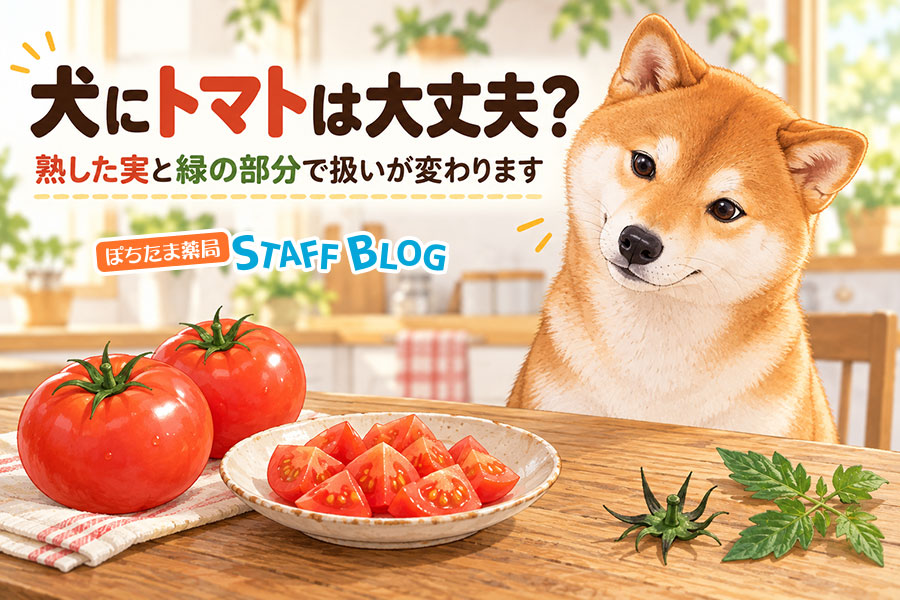 犬にトマトは大丈夫？熟した実と緑の部分で扱いが変わります