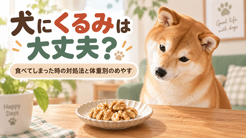 犬にくるみは大丈夫？食べてしまった時の対処法と体重別の目安量