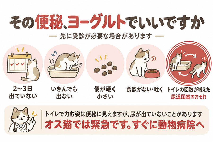 猫の便秘で動物病院を受診すべき目安。2から3日排便がない、いきんでも出ない、便が硬く小さい、食欲がない、吐く
