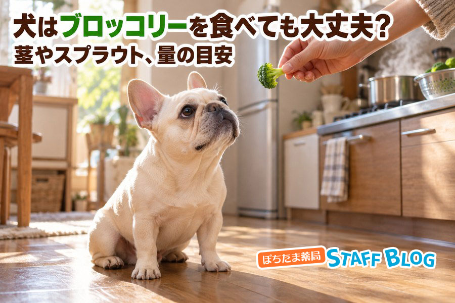 犬はブロッコリーを食べても大丈夫?茎やスプラウト、量の目安