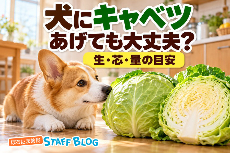 犬はキャベツを食べても大丈夫?生や芯、毎日の量の目安