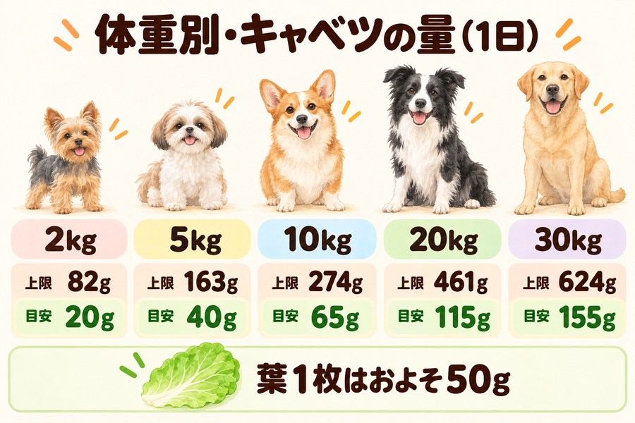 犬の体重別のキャベツの目安。カロリー上の上限は5kgで約163g、実際の目安は約40g。葉1枚はおよそ50g