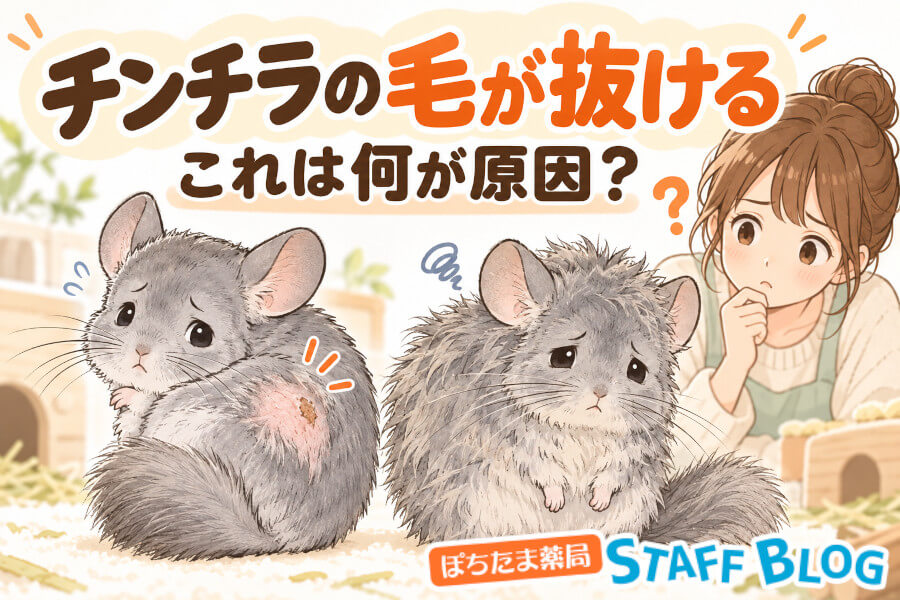 チンチラの毛が抜ける原因は？皮膚病・真菌症と脱毛の見分け方