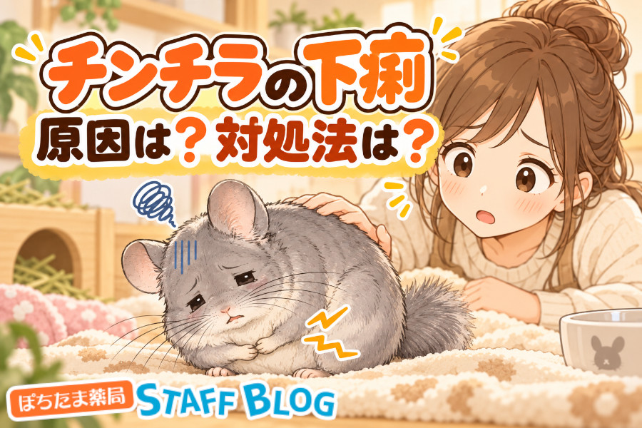 チンチラの下痢・軟便の原因は？受診の目安と家でできる対処