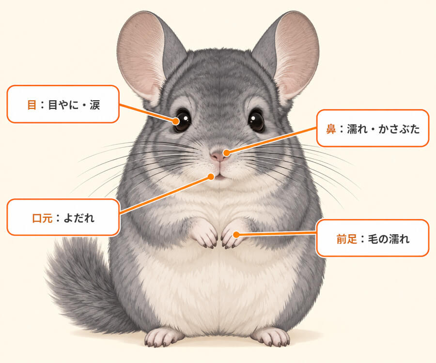 チンチラのくしゃみ・鼻水で確認したい4か所。鼻の濡れやかさぶた、目やにや涙、前足の毛の濡れ、口元のよだれ