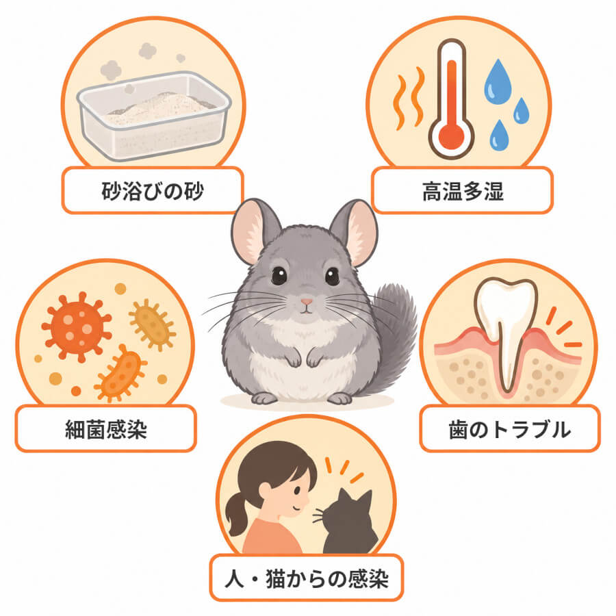チンチラのくしゃみ・鼻水の主な原因5つ。砂浴びの砂、高温多湿、細菌感染、歯のトラブル、人や猫からの感染