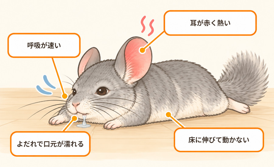 チンチラの熱中症で確認したい4つのサイン。耳が赤く熱い、呼吸が速い、口元がよだれで濡れている、床にべったり伸びて動かない