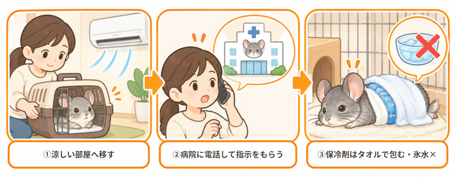 チンチラの熱中症の応急処置3ステップ。エアコンの効いた涼しい部屋へ移す、動物病院に電話して指示をもらう、タオルで包んだ保冷剤を寄り添える位置に置き、氷水にはつけない