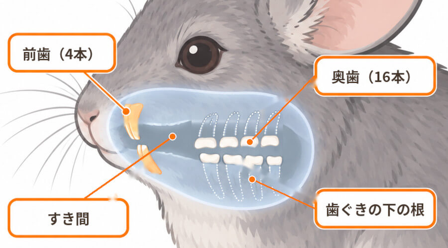チンチラの歯の構造図。前歯は上下2本ずつで外から見えるが、奥歯16本は口の奥にあり、歯ぐきの下に長い歯の根が隠れている