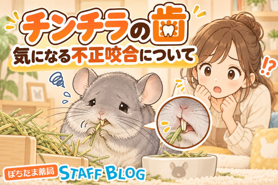 チンチラの不正咬合は食べていても進む？歯の正常な色と受診目安