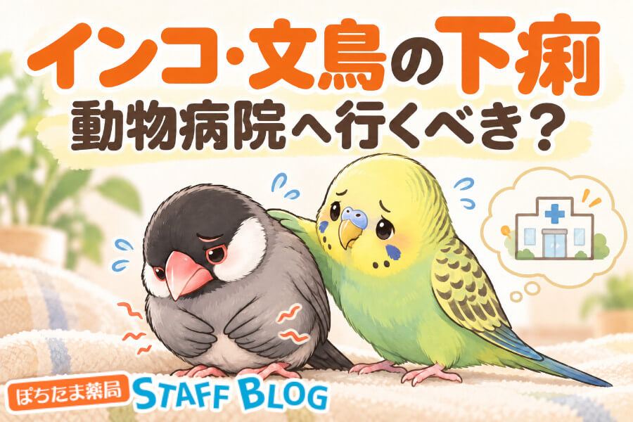 インコ・文鳥の下痢｜水っぽいフンの見分け方と病院に行く目安を解説