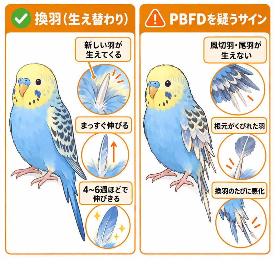 セキセイインコの換羽とPBFDの羽の見分け方