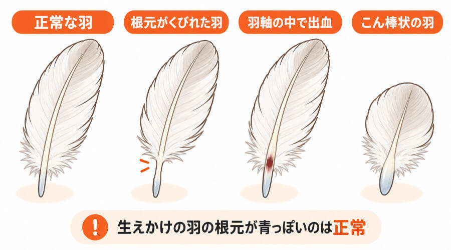 PBFDを疑う羽の形の異常（根元のくびれ・羽軸の出血・こん棒状の羽）