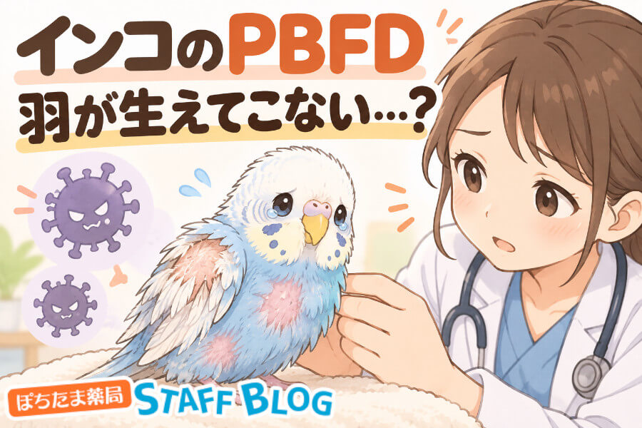 セキセイインコのPBFD｜羽の初期症状と換羽との見分け方を解説