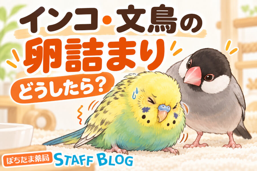インコ・文鳥の卵詰まり｜見分け方と病院へ行くまでの応急処置を解説