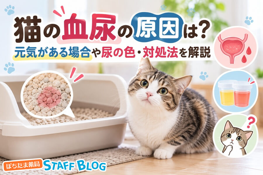 猫の血尿の原因は？元気がある場合や尿の色・対処法を解説