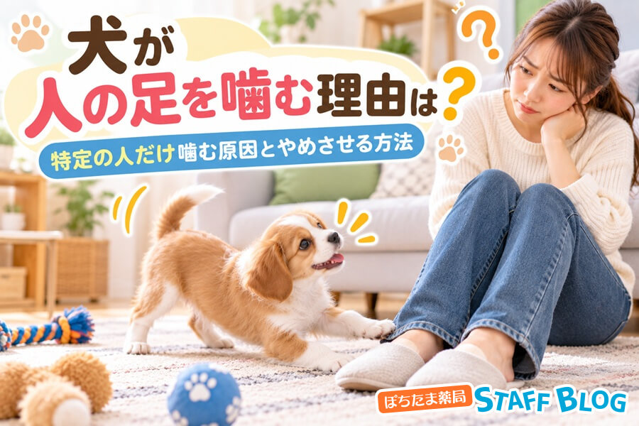 犬が人の足を噛む理由は?特定の人だけ噛む原因とやめさせる方法
