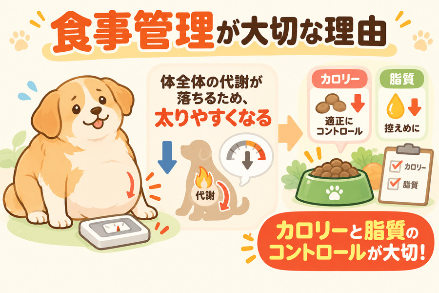 食事管理が大切な理由
