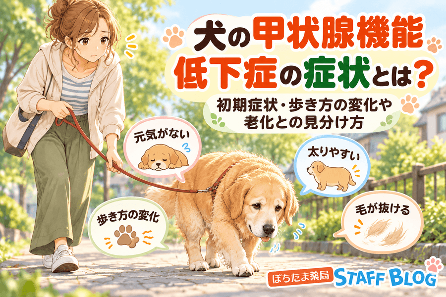 犬の甲状腺機能低下症の症状とは?初期症状・歩き方の変化や老化との見分け方