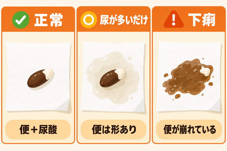 トカゲのフンの見分け方の図。茶色い便と白い尿酸がそろった正常なフン、便の形はあるがまわりが尿で濡れているフン、便が崩れて水っぽい下痢のフンの3つを並べて比べている