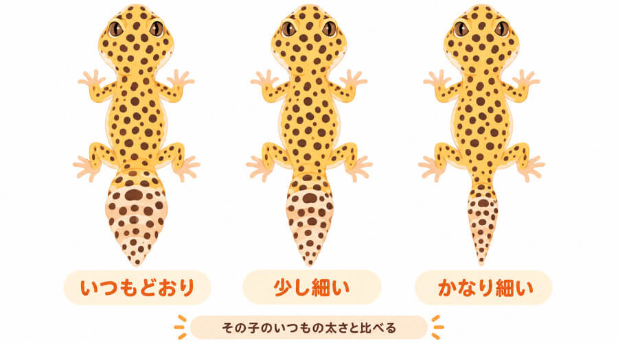 上から見たレオパの尻尾の3段階。ふっくらした状態、少し細くなった状態、骨が目立つほど細い状態