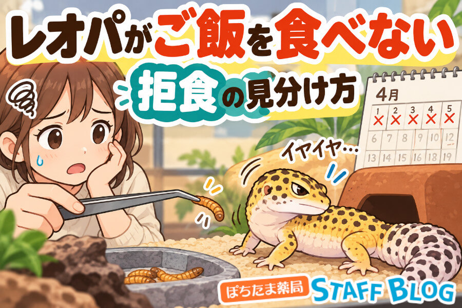レオパが餌を食べない・尻尾が細い原因は？拒食の見分け方を解説