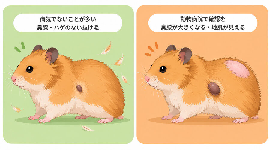 ゴールデンハムスターの臭腺など病気ではない変化と、受診を検討したい変化の比較