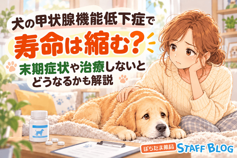 犬の甲状腺機能低下症で寿命は縮む？末期症状や治療しないとどうなるかも解説