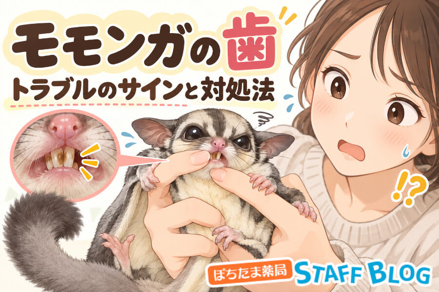 モモンガの歯は伸びる？フクロモモンガの歯周病のサインと予防を解説
