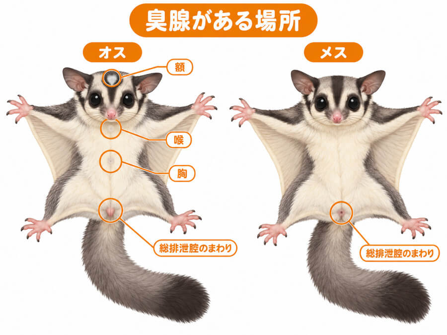 フクロモモンガのオスとメスの臭腺の位置。オスは額・喉・胸・総排泄腔のまわり、メスは総排泄腔のまわり