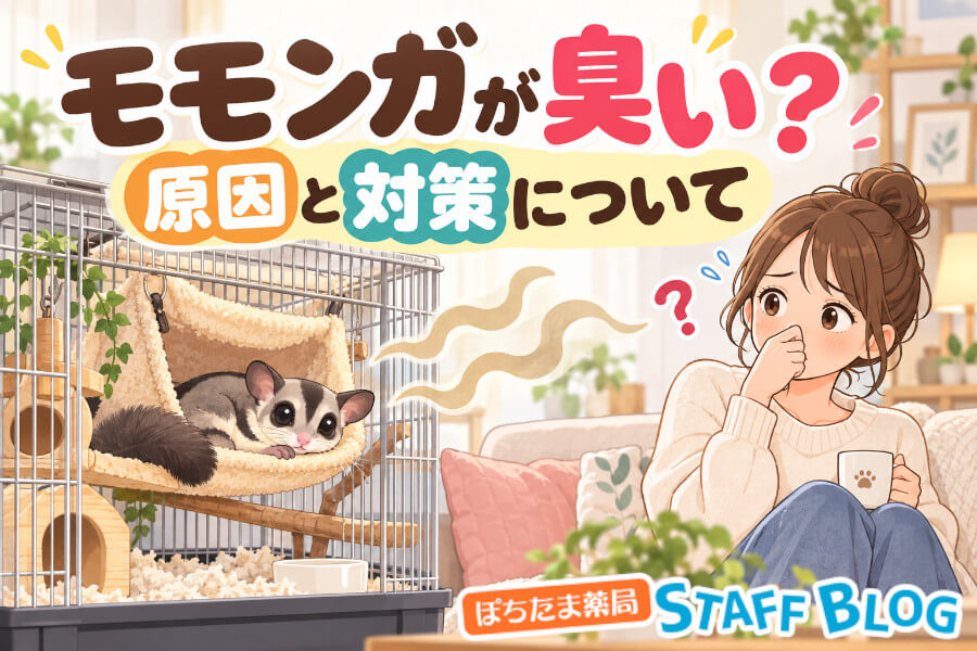 フクロモモンガが臭い原因は？オスの臭腺と対策・病気のサインを解説