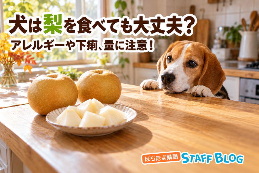 犬は梨を食べても大丈夫?アレルギーや下痢、量に注意