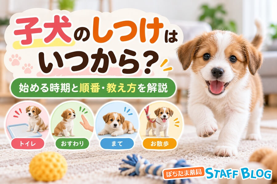 子犬のしつけはいつから?始める時期と順番・教え方を解説