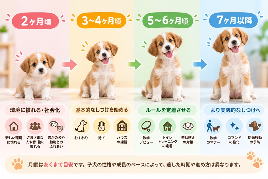 【月齢別】子犬のしつけの目安