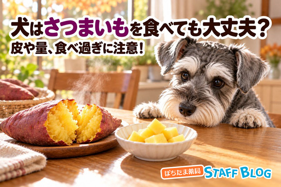 犬はさつまいもを食べても大丈夫？皮や量、食べ過ぎに注意