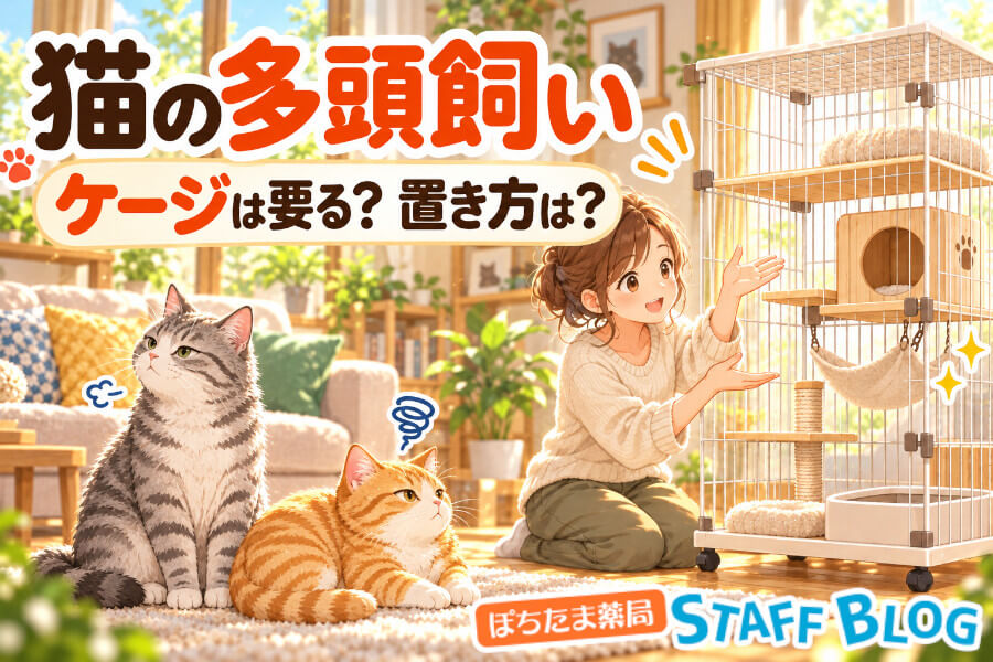 猫の多頭飼いにケージは必要？2匹一緒に入れていいかと選び方・置き方を解説