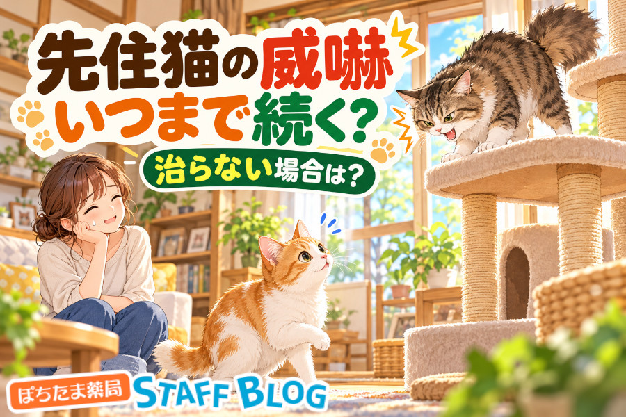 先住猫の威嚇・シャーはいつまで続く？治らないときの対処法を解説