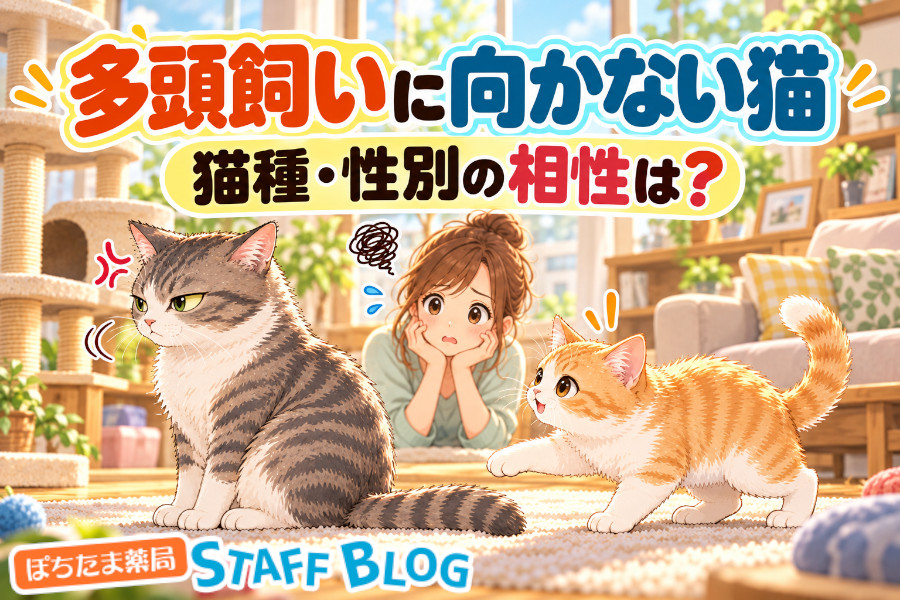 多頭飼いに向かない猫の特徴は？猫種・性別の相性と失敗例を解説