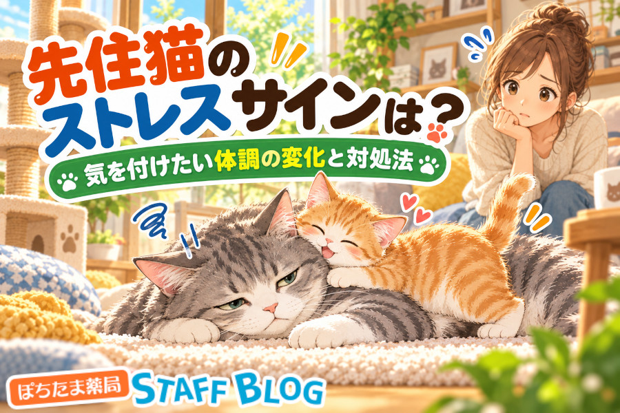 先住猫のストレスサインは？新入り猫を迎えたあとの症状と解消法を解説