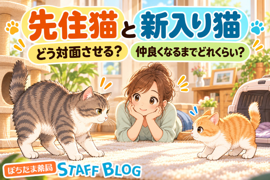 先住猫と新入り猫の対面のさせ方は？仲良くなるまでの期間と子猫の迎え方を解説