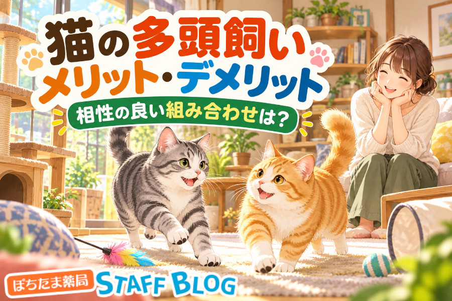 猫の多頭飼いは何匹まで？メリット・デメリットと相性のいい組み合わせを解説