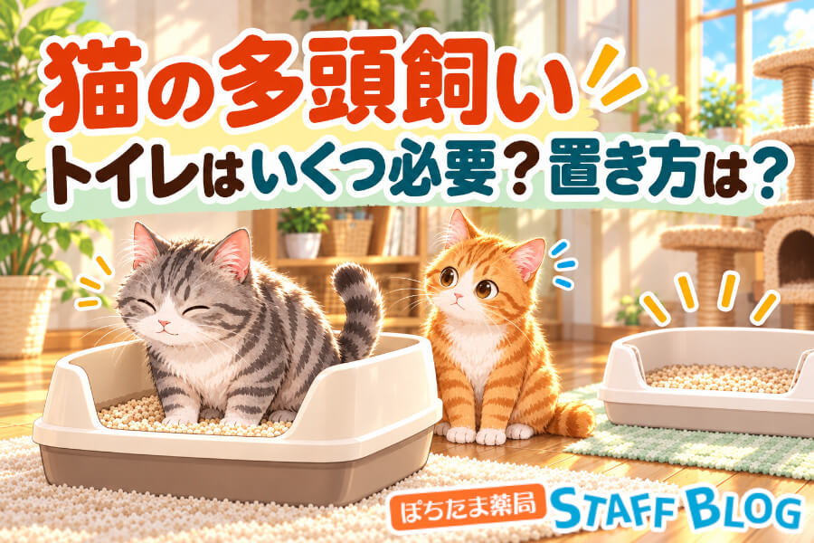 猫の多頭飼いでトイレはいくつ必要？2匹・3匹の数と置き方の工夫を解説