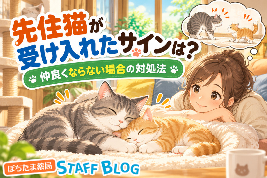 先住猫が受け入れたサインは？受け入れないときの理由と対処法を解説