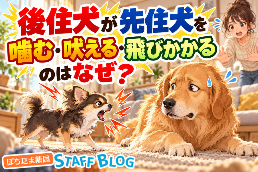 後住犬が先住犬を噛む・飛びかかるのはなぜ？遊びとの見分け方と対処法